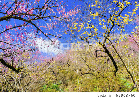 青空と紅梅と蝋梅の花 青空と紅梅と蝋梅の花 62903760