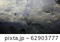 鰈 62903777