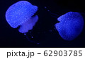 クラゲ 62903785
