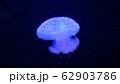 クラゲ 62903786