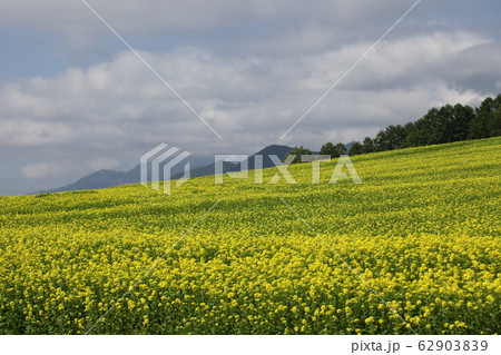 菜の花_ふらの 菜の花_ふらの 62903839