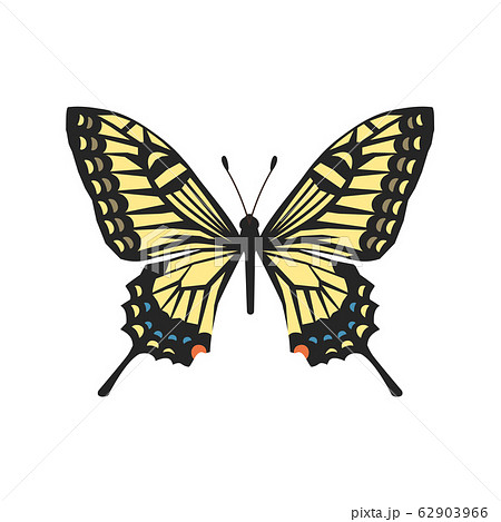 アゲハ蝶のイラスト素材