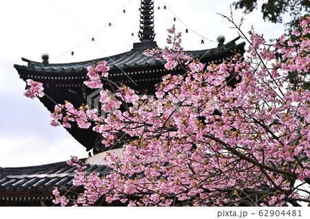 満開の河津桜 雨あがり 満開の河津桜 雨あがり 62904481