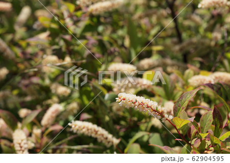 コバノズイナの花 コバノズイナの花 62904595