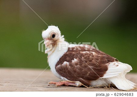 pigeon chick on the farm 62904683