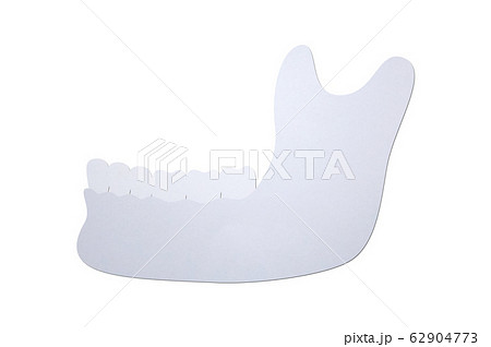 lower human jaw or mandible, part of skull and tooth stay on it lower human jaw or mandible, part of skull and tooth stay on it 62904773