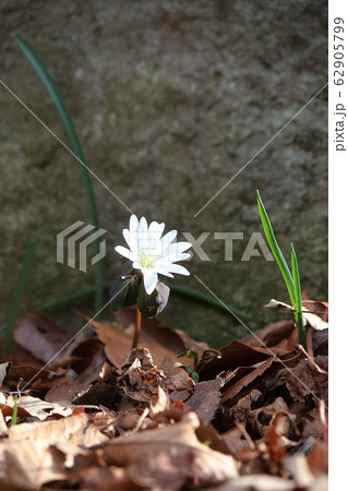 キジの風花 春 春色 62905799