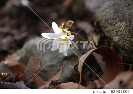 キジの風花 野生の花 春 62905800
