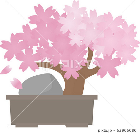 桜 盆栽 石のイラスト素材