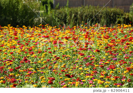 ジニアの花 62906411