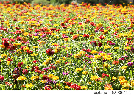 百日草の花壇 62906419