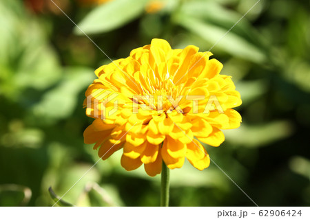 黄色い百日草の花 黄色い百日草の花 62906424