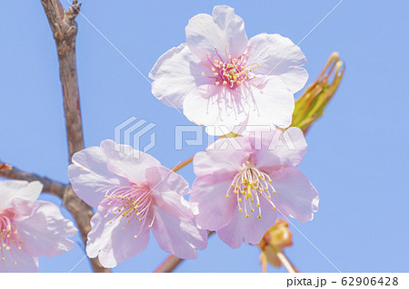 京都 淀水路の河津桜 京都 淀水路の河津桜 62906428