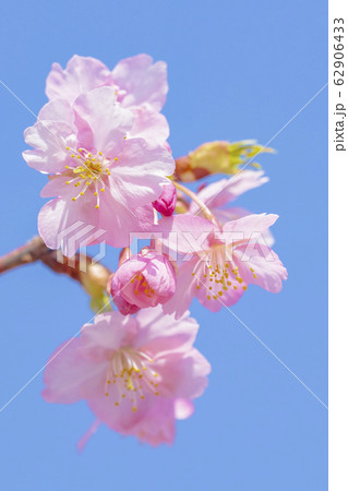 京都　淀水路の河津桜 62906433