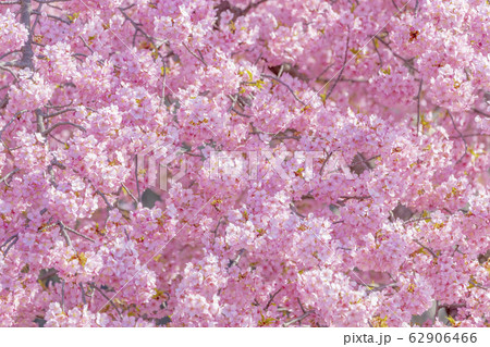 京都 淀水路の河津桜の写真素材