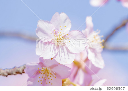 京都　淀水路の河津桜 62906507