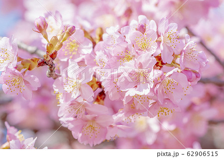 京都 淀水路の河津桜の写真素材