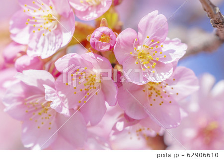 京都　淀水路の河津桜 62906610