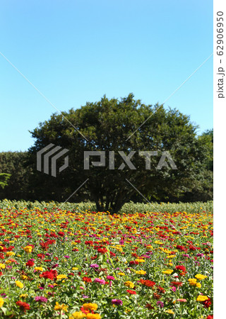 ジニアの花園 62906950