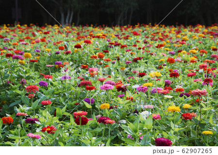 ジニアの花壇の写真素材