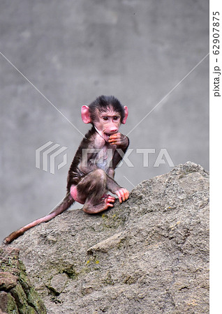 マントヒヒの赤ちゃんの写真素材