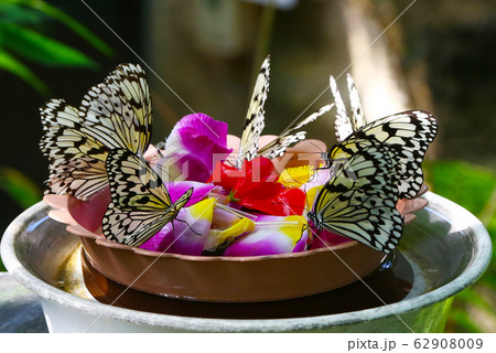 ナミアゲハチョウ 62908009