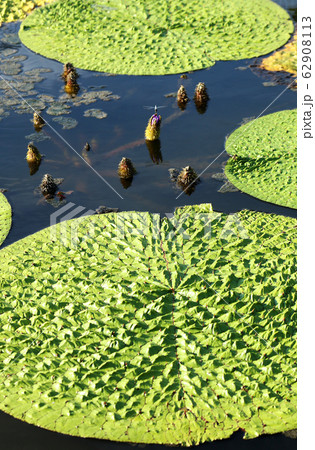 オニバス 62908113