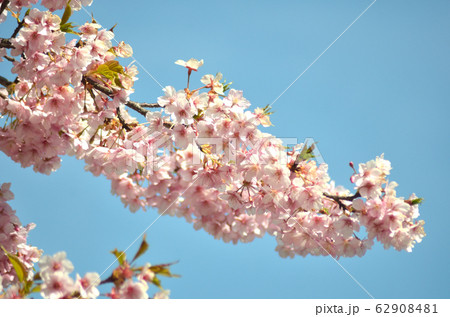 桜・山桜・大寒ザクラ 62908481