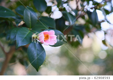 ツバキの花　富岳の雀 62908593