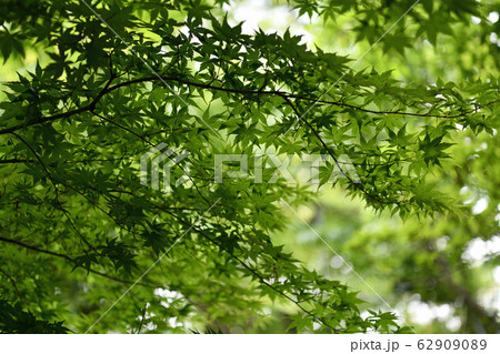 街風景　神奈川　鎌倉市大船 62909089