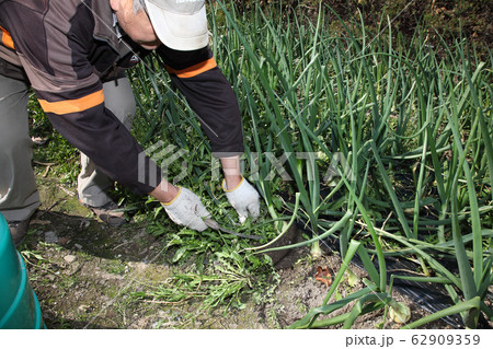 タマネギ畑の草取り タマネギ畑の草取り 62909359
