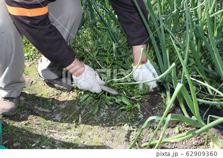 タマネギ畑の草取り タマネギ畑の草取り 62909360