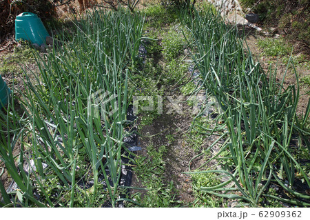 タマネギ畑の草取り タマネギ畑の草取り 62909362