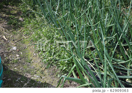 タマネギ畑の草取り タマネギ畑の草取り 62909363