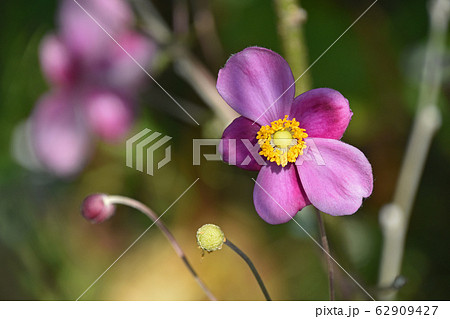 シュウメイギク（秋明菊） 62909427