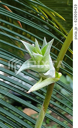 葉 幹 緑 62909429
