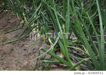 タマネギ畑の草取り タマネギ畑の草取り 62909551