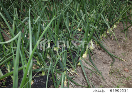 タマネギ畑の草取り タマネギ畑の草取り 62909554