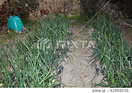 タマネギ畑の草取り タマネギ畑の草取り 62909556