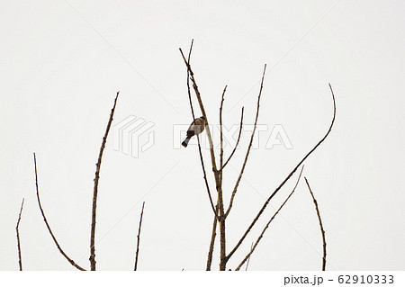 Beautiful lanscape nature in Khaokao hightland, Thailand. 62910333