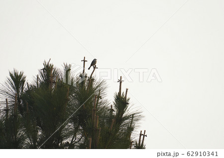 Beautiful lanscape nature in Khaokao hightland, Thailand. 62910341