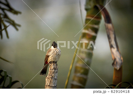 Beautiful lanscape nature in Khaokao hightland, Thailand. Beautiful lanscape nature in Khaokao hightland, Thailand. 62910418
