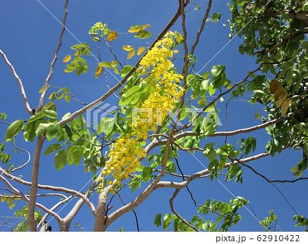 南国の花　Kassia  ナンバンサイカチ　Cassia  Golden shower 62910422