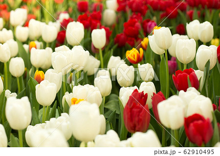 Red and white tulips spring background. Red and white tulips spring background. 62910495