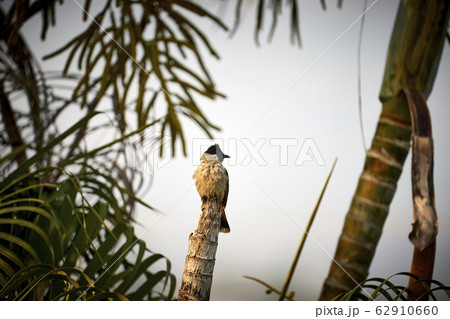 Beautiful lanscape nature in Khaokao hightland, Thailand. 62910660