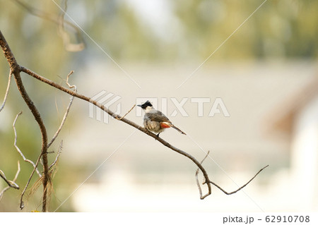 Beautiful lanscape nature in Khaokao hightland, Thailand. 62910708