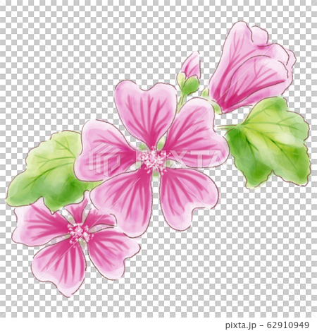 錦葵 錦葵科 花朵 62910949