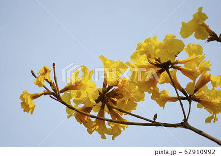 Beautiful lanscape nature in Khaokao hightland, Thailand. 62910992
