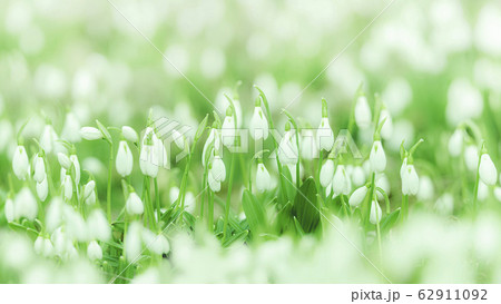 White snowdrops. Blurred foreground. Carpet of flowers White snowdrops. Blurred foreground. Carpet of flowers 62911092