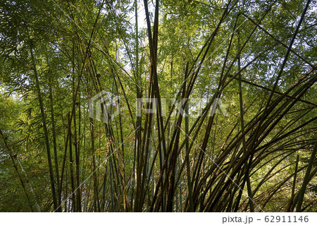 Beautiful lanscape nature in Khaokao hightland, Thailand. 62911146